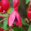Fuchsia 'tom Thumb' - 3l -Terre et Verdure 6481cd794ee721.81995482