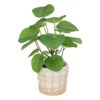 ATMOSPHERA Plante Artificielle Dans Pot En Céramique Et Rotin H 34 Cm -Terre et Verdure 64821b77eda266.77889794