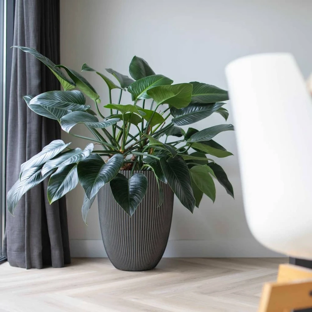 Vase élégant Groove 46x58 Cm Anthracite 6 Vase élégant Groove 46x58 Cm Anthracite – Image 4