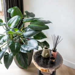 Vase élégant Groove 46x58 Cm Anthracite 11 Vase élégant Groove 46x58 Cm Anthracite -Terre et Verdure 6482c45ae4ed23.22651179