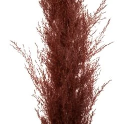 Set De 3 Fleurs Séchées "pampa Naturelle" - H110 Cm 7 Set De 3 Fleurs Séchées "pampa Naturelle" - H110 Cm -Terre et Verdure 6483186e51d3d2.05693830