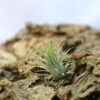 Tillandsia Ionantha Var. Ionantha - 4 à 6 Cm Volume - Lot De 10 2 Tillandsia Ionantha Var. Ionantha - 4 à 6 Cm Volume - Lot De 10 -Terre et Verdure 648861c06ff2d1.88479795