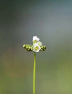 Drosera Binata - Mont Ruapehu - Alpin Form -Terre et Verdure 648861c8312a85.82085916