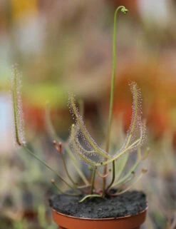 Drosera Binata - Mont Ruapehu - Alpin Form -Terre et Verdure 648861c8358132.49931676