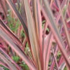 Cordyline 'southern Splendour' - 5l -Terre et Verdure 648993b038eb34.75331609