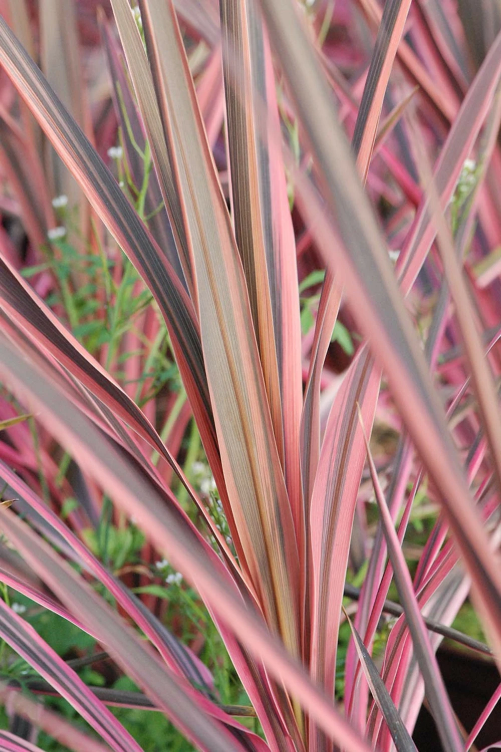 Cordyline 'southern Splendour' - 5l 3 Cordyline 'southern Splendour' - 5l
