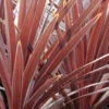 Cordyline 'red Star' - 5l -Terre et Verdure 648993b09ed626.30952717