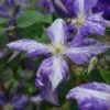 Clématite 'tie Dye' Clematis Jackmanii 3l -Terre et Verdure 648993b108c896.43478852