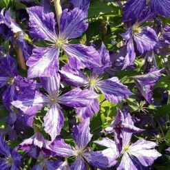 Clématite 'tie Dye' Clematis Jackmanii 3l -Terre et Verdure 648993b11e8247.36344337