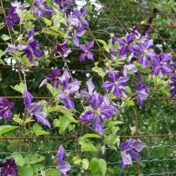Clématite 'tie Dye' Clematis Jackmanii 3l -Terre et Verdure 648993b12a7d77.11995738