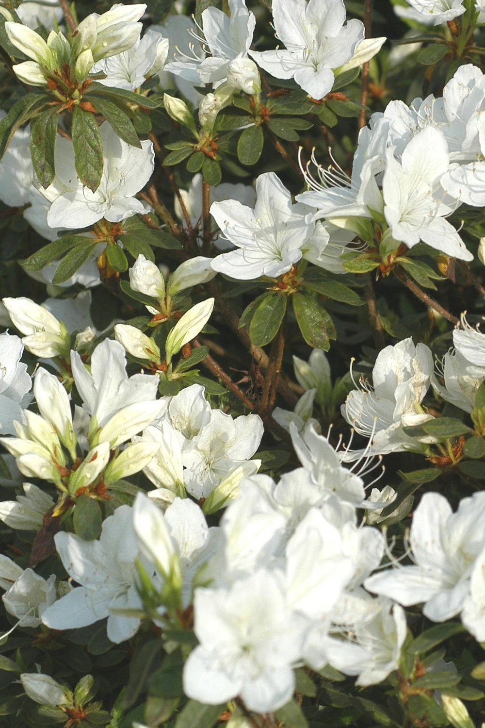 Azalée Du Japon 'fago No Fungi' - 3l 3 Azalée Du Japon 'fago No Fungi' - 3l