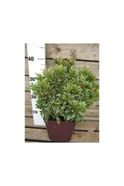 Azalée Du Japon 'silver Sword' - 3l -Terre et Verdure 6492cdd7bfa4a1.45741058