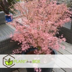 Japanese Maple 'taylor' - 'limited Edition' - Pot 19cm - Hauteur 60-70cm 10 Japanese Maple 'taylor' - 'limited Edition' - Pot 19cm - Hauteur 60-70cm -Terre et Verdure 64932591647bf2.45258243