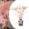 Japanese Maple 'taylor' - 'limited Edition' - Pot 19cm - Hauteur 60-70cm -Terre et Verdure 64932591806539.97645782