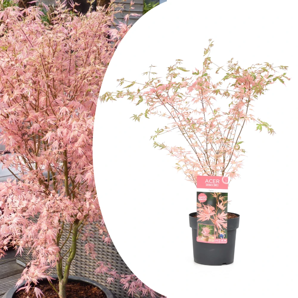 Japanese Maple 'taylor' - 'limited Edition' - Pot 19cm - Hauteur 60-70cm 3 Japanese Maple 'taylor' - 'limited Edition' - Pot 19cm - Hauteur 60-70cm