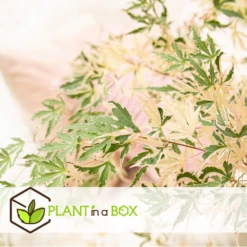 Japanese Maple 'taylor' - 'limited Edition' - Pot 19cm - Hauteur 60-70cm 13 Japanese Maple 'taylor' - 'limited Edition' - Pot 19cm - Hauteur 60-70cm -Terre et Verdure 64932591b4e217.18472860