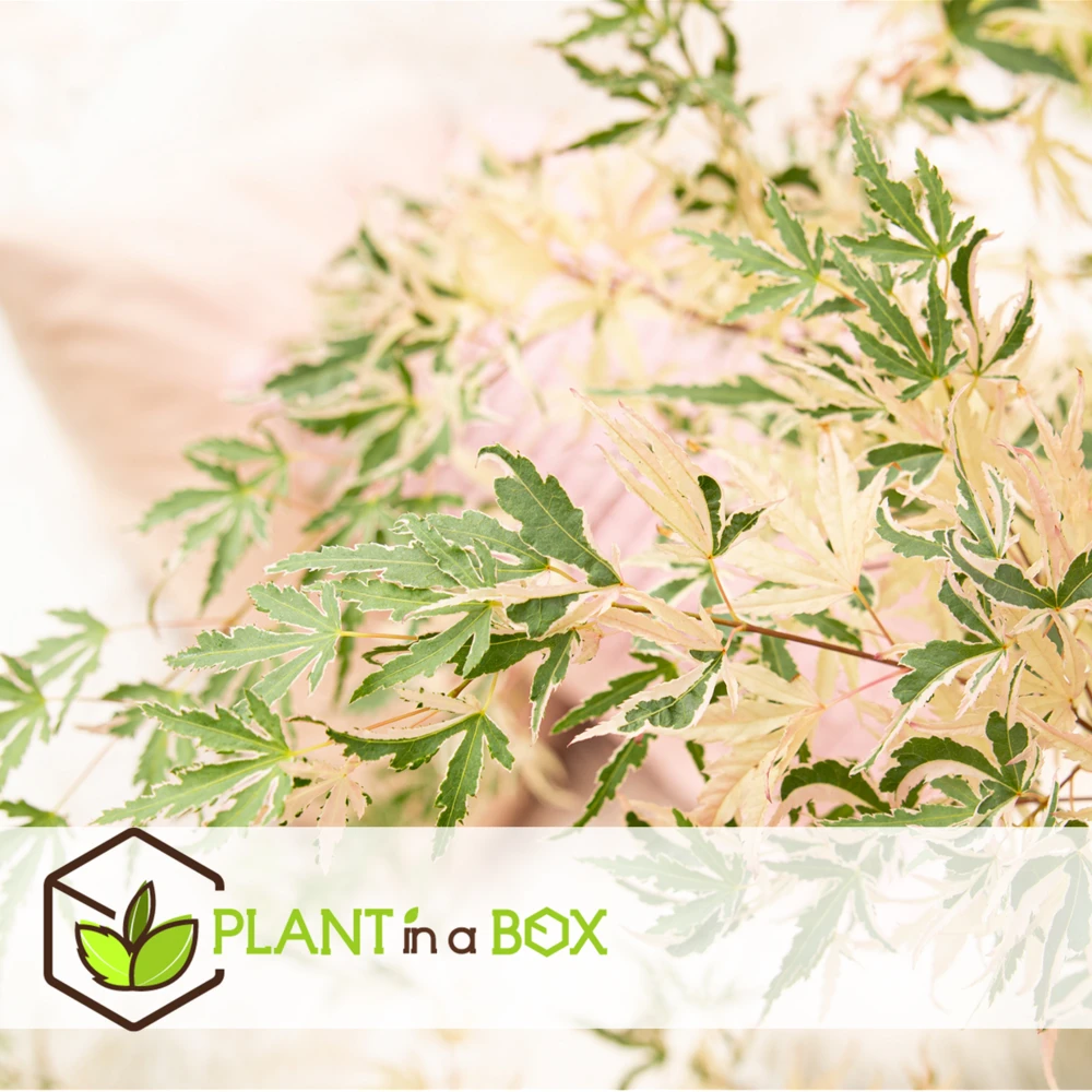 Japanese Maple 'taylor' - 'limited Edition' - Pot 19cm - Hauteur 60-70cm 8 Japanese Maple 'taylor' - 'limited Edition' - Pot 19cm - Hauteur 60-70cm – Image 6