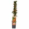 Pyracantha 'soleil D'or' - ↨65cm - ø15 - Buisson Ardent -Terre et Verdure 64937d9e7ff7e5.88905371