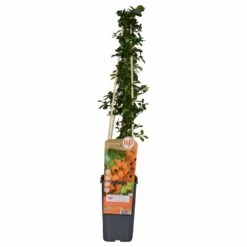 Pyracantha 'soleil D'or' - ↨65cm - ø15 - Buisson Ardent -Terre et Verdure 64937d9e843455.90402953