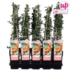 Pyracantha 'soleil D'or' - ↨65cm - ø15 - Buisson Ardent -Terre et Verdure 64937d9e8b5ef6.80012209