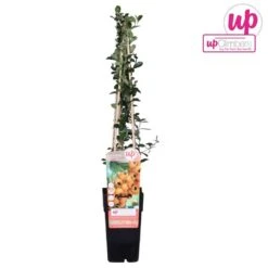 Pyracantha 'soleil D'or' - ↨65cm - ø15 - Buisson Ardent -Terre et Verdure 64937d9e9378e4.45832494