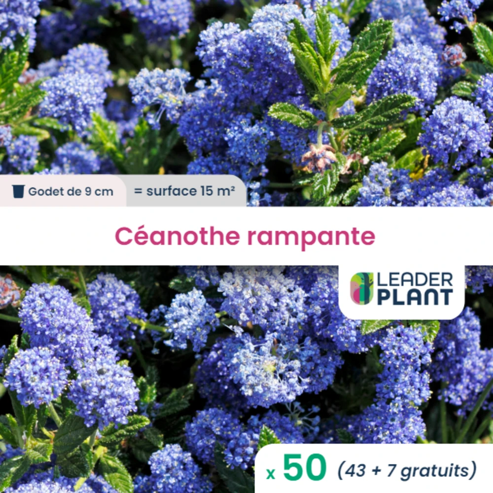 50 X Céanothe Rampante En Godet 3 50 X Céanothe Rampante En Godet