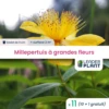 11 X Millepertuis Couvre-sol à Grandes Fleurs En Godet -Terre et Verdure 6495cc2db5c399.10224452