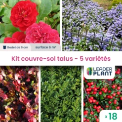 Kit Couvre Sols Talus - 5 Variétés - Lot De 18 Plants En Godet