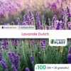 100 X Lavande Dutch En Godet 1 100 X Lavande Dutch En Godet -Terre et Verdure 6495cc2f5d2e95.43348328