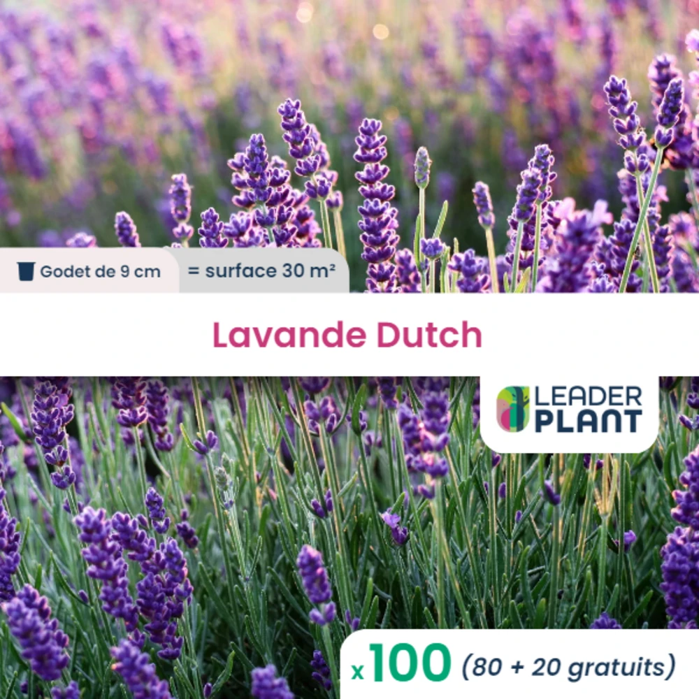 100 X Lavande Dutch En Godet 3 100 X Lavande Dutch En Godet