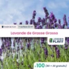 100 X Lavande Grosso En Godet 2 100 X Lavande Grosso En Godet -Terre et Verdure 6495cc30e3ab86.35354463