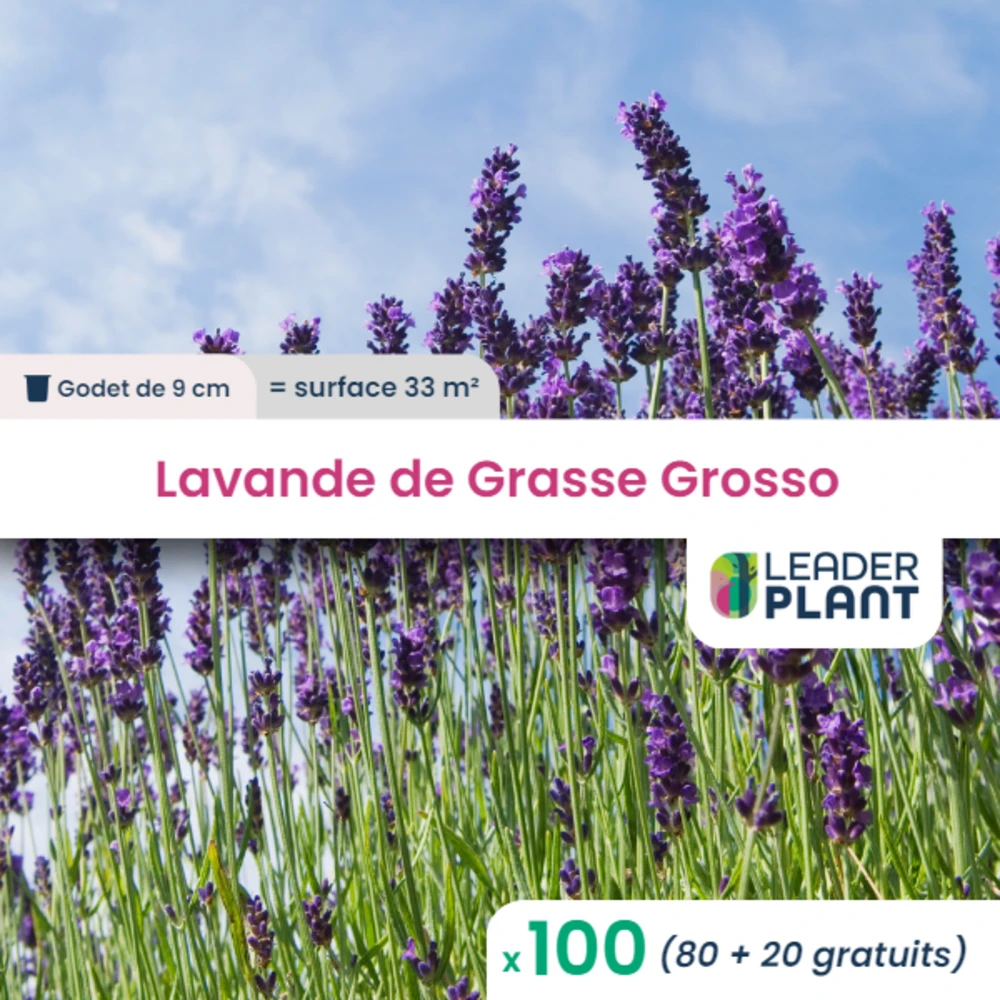 100 X Lavande Grosso En Godet 3 100 X Lavande Grosso En Godet