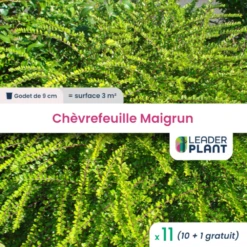 11 X Chèvrefeuille Maigrun En Godet
