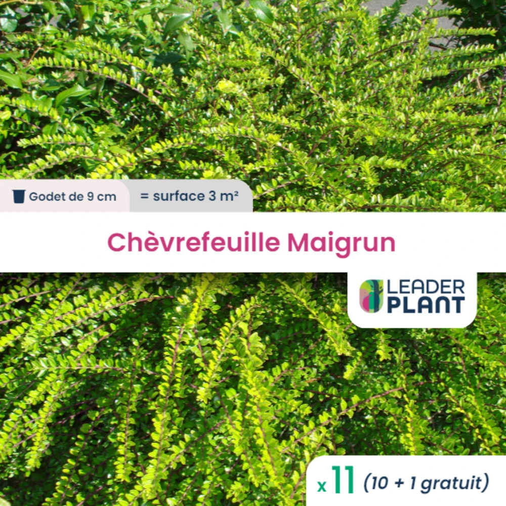11 X Chèvrefeuille Maigrun En Godet 3 11 X Chèvrefeuille Maigrun En Godet