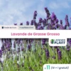11 X Lavande Grosso En Godet 1 11 X Lavande Grosso En Godet -Terre et Verdure 6495cc32202323.28959741