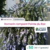50 X Romarin Rampant Pointe Du Raz En Godet -Terre et Verdure 6495cc347701c1.81513002