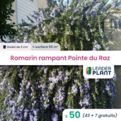 50 X Romarin Rampant Pointe Du Raz En Godet