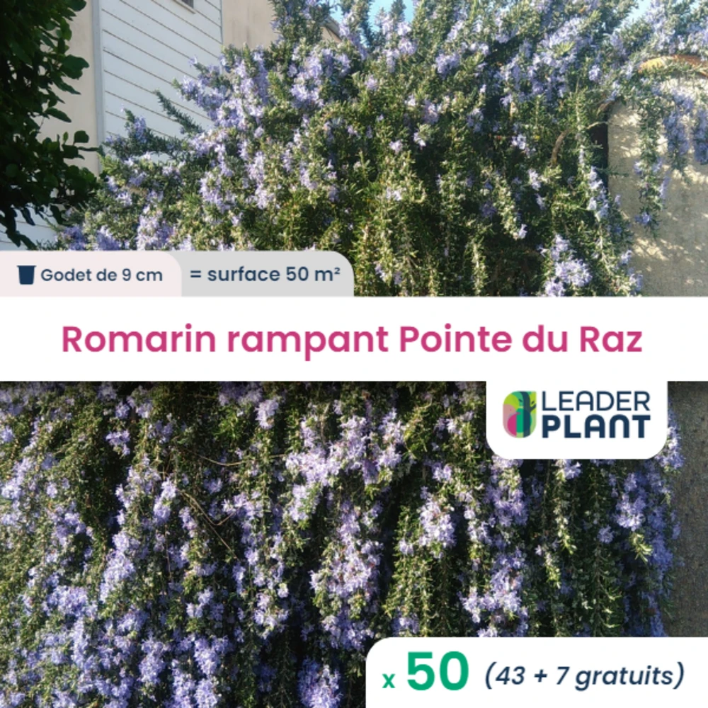 50 X Romarin Rampant Pointe Du Raz En Godet 3 50 X Romarin Rampant Pointe Du Raz En Godet