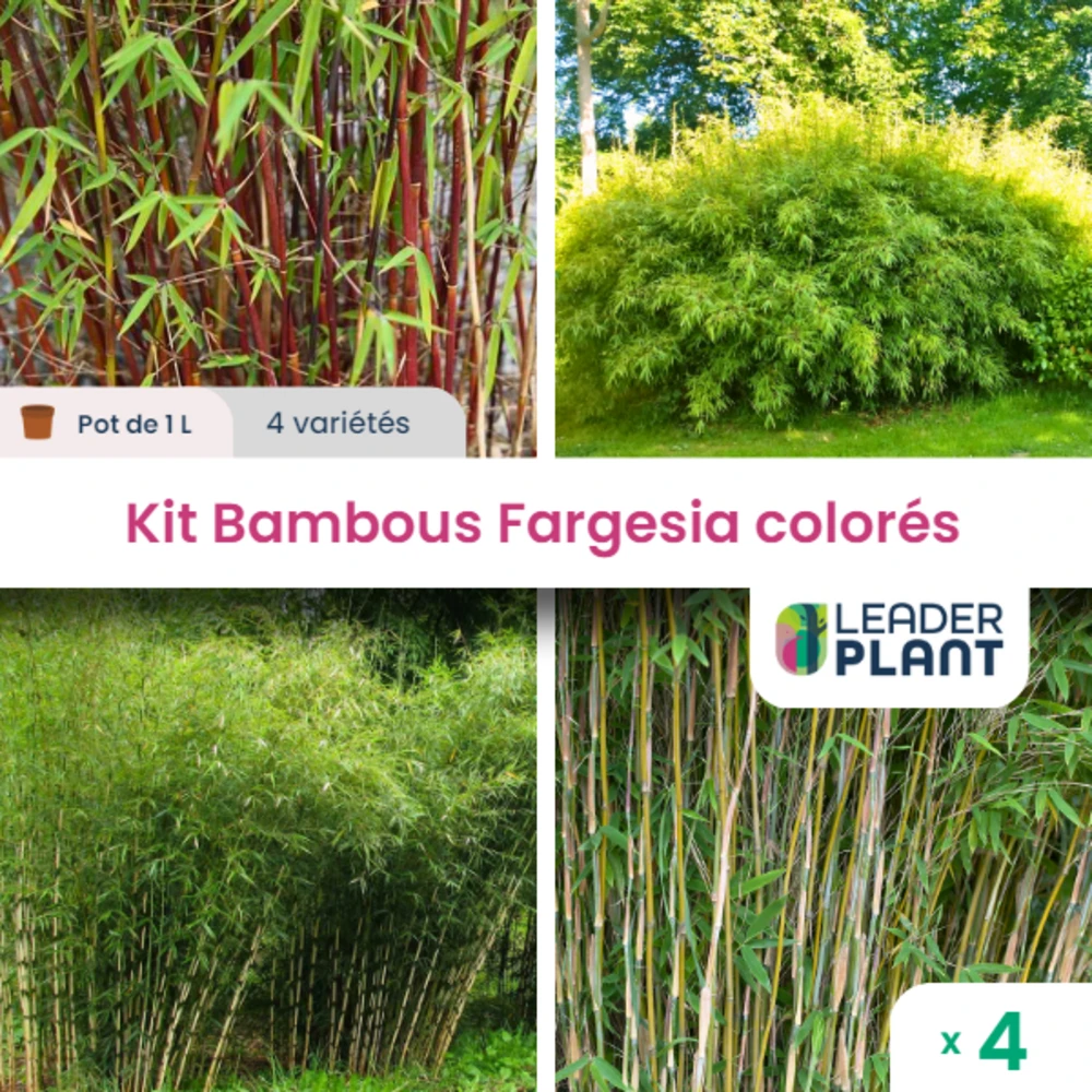 Kit Fargesias Colorés - 4 Variétés - Lot De 4 Plants En Pot De 1 L 3 Kit Fargesias Colorés - 4 Variétés - Lot De 4 Plants En Pot De 1 L