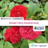 11 X Rosier Paysager Fairy Donkerrood En Godet 1 11 X Rosier Paysager Fairy Donkerrood En Godet -Terre et Verdure 6495cf95583170.04896091
