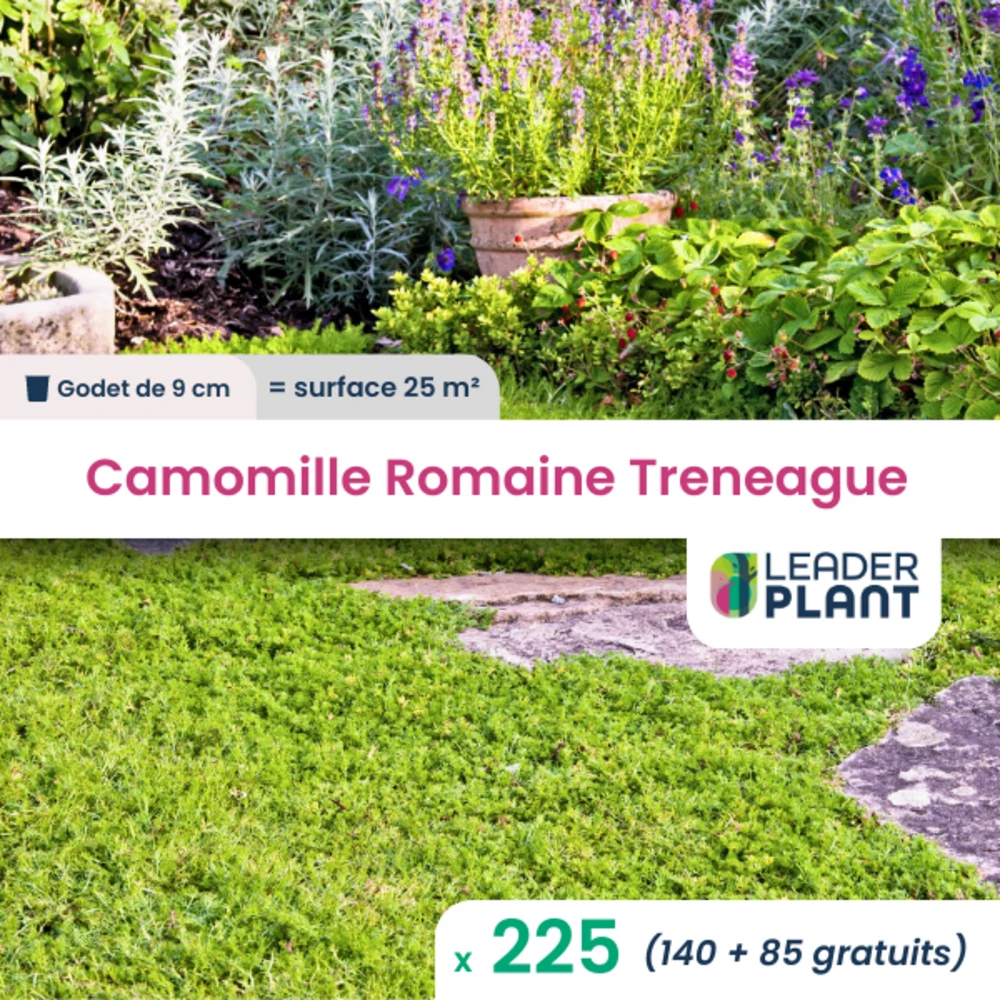 225 X Camomille Romaine Treneague En Godet 3 225 X Camomille Romaine Treneague En Godet