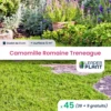 45 X Camomille Romaine Treneague En Godet