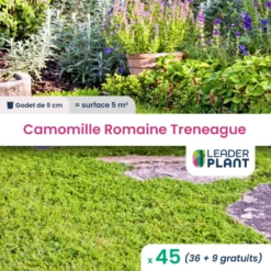 45 X Camomille Romaine Treneague En Godet