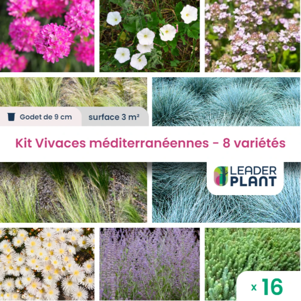 Kit Vivaces Méditerranéennes- 8 Variétés - Lot 16 Plants En Godet 3 Kit Vivaces Méditerranéennes- 8 Variétés - Lot 16 Plants En Godet