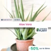 3 X Aloe Vera En Godet -Terre et Verdure 6495cf9e526897.65848757
