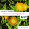 11 X Delosperma Orange Wonder® En Godet 1 11 X Delosperma Orange Wonder® En Godet -Terre et Verdure 6495cf9fd9e127.82179490