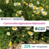 225 X Camomille Tapissante - Matricaire Gazonnante En Godet 1 225 X Camomille Tapissante - Matricaire Gazonnante En Godet -Terre et Verdure 6495cfa0a7e569.82977150