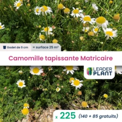 225 X Camomille Tapissante - Matricaire Gazonnante En Godet