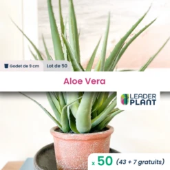 50 X Aloe Vera En Godet
