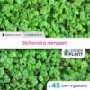 45 X Dichondra Rampant En Godet -Terre et Verdure 6495cfa20ed198.17287141